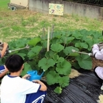 地域住民が提供した農園で野菜を世話する子どもたち。自然との触れ合いを楽しんでいる＝南あわじ市、淡路学園（同園提供）