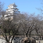 移転の公算が大きくなった姫路市立動物園。アジアゾウの「姫子」などが暮らす＝姫路市本町