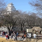 移転の公算が大きくなった姫路市立動物園。アジアゾウの「姫子」などが暮らす＝姫路市本町