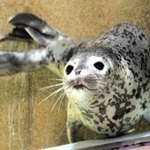 鳥取県で保護され、一般公開が始まった子どものゴマフアザラシ＝１８日午前、城崎マリンワールド（撮影・末吉佳希）