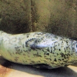 鳥取県で保護されたゴマフアザラシ＝１８日午前、豊岡市瀬戸（撮影・末吉佳希）