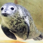 鳥取県で保護されたゴマフアザラシ＝１８日午前、豊岡市瀬戸（撮影・末吉佳希）