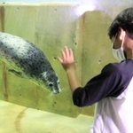 来園した子どもたちに興味を示すゴマフアザラシ＝豊岡市瀬戸、城崎マリンワールド