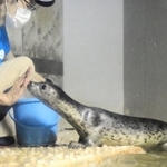 飼育員の手に鼻を近づけて餌をねだるゴマフアザラシ＝豊岡市瀬戸、城崎マリンワールド