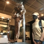 世界各国の怪物たちを紹介する「驚異と怪異」展の会場＝２３日午前、姫路市本町（撮影・小林良多）