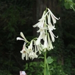 約２メートルの高さに花を咲かせているヒマラヤウバユリ＝神戸市灘区六甲山町、六甲高山植物園