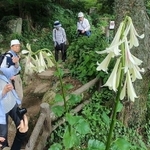 約２メートルの高さに花を咲かせているヒマラヤウバユリ＝神戸市灘区六甲山町、六甲高山植物園