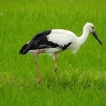 ２００羽目を数えた野外コウノトリの幼鳥＝２５日、京都府京丹後市（県立コウノトリの郷公園提供）