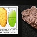 世界最小の恐竜の卵の化石「ヒメウーリサス・ムラカミイ」＝県立人と自然の博物館（撮影・秋山亮太）