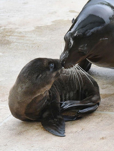 母親とじゃれるカリフォルニアアシカの赤ちゃん＝神戸市灘区王子町３、王子動物園