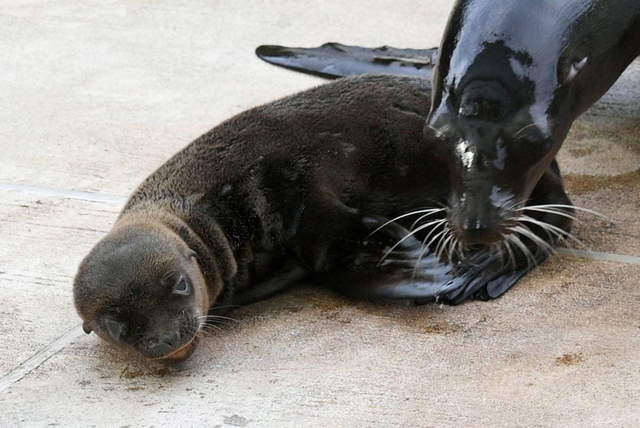 母親とじゃれるカリフォルニアアシカの赤ちゃん＝神戸市灘区王子町３、王子動物園