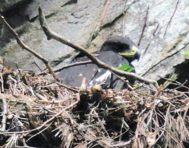 兵庫県但馬地域の氷ノ山周辺で確認されたニホンイヌワシのひな（伊藤浩士さん撮影）