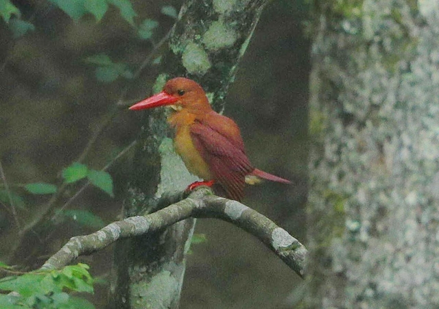 赤いくちばしと体が目を引くアカショウビン＝丹波篠山市川原、ささやまの森公園
