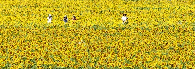 畑を埋め尽くす大輪のヒマワリ＝小野市浄谷町