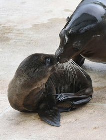母親とじゃれるカリフォルニアアシカの赤ちゃん＝神戸市灘区王子町３、王子動物園