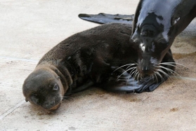 母親とじゃれるカリフォルニアアシカの赤ちゃん＝神戸市灘区王子町３、王子動物園