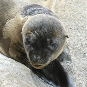 愛らしい表情を見せるアシカの赤ちゃん＝神戸市灘区王子町３、市立王子動物園