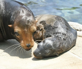 母親（左）とたわむれるアシカの赤ちゃん＝神戸市灘区王子町３、市立王子動物園