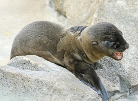 愛らしい表情を見せるアシカの赤ちゃん＝神戸市灘区王子町３、市立王子動物園
