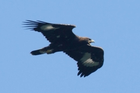 ２００２年９月に兵庫県美方郡で確認したイヌワシ（幼鳥）
