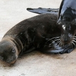 母親とじゃれるカリフォルニアアシカの赤ちゃん＝神戸市灘区王子町３、王子動物園