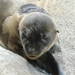 愛らしい表情を見せるアシカの赤ちゃん＝神戸市灘区王子町３、市立王子動物園