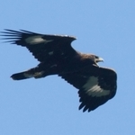 ２００２年９月に兵庫県美方郡で確認したイヌワシ（幼鳥）