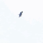山の尾根上空を飛ぶニホンイヌワシの幼鳥。羽根の白い紋が特徴＝但馬地域の氷ノ山周辺
