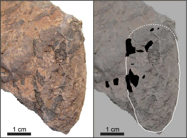 世界最小の恐竜卵、ギネス記録認定 兵庫県丹波市で発見 | 総合