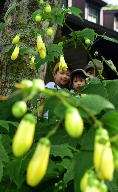 薄暗い木陰をともしているかのように咲くキレンゲショウマ＝神戸市灘区、六甲高山植物園