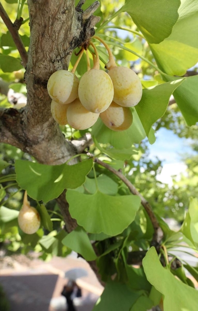 うっすらと色づき始めたギンナン＝３１日午前、神戸市中央区楠町４
