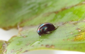 カエルのお尻から生きたまま脱出することが分かったマメガムシ（杉浦真治神戸大准教授提供）