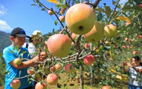 山あいで早くも食べ頃を迎えたリンゴ＝宍粟市波賀町原
