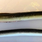 天然物（上）は養殖物に比べて腹が金色で、頭も大きい（うな高提供）