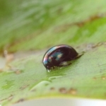カエルのお尻から生きたまま脱出することが分かったマメガムシ（杉浦真治神戸大准教授提供）