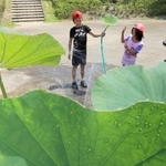 子どもたちに人気のハスの葉シャワー＝神戸市北区山田町藍那