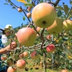 山あいで早くも食べ頃を迎えたリンゴ＝宍粟市波賀町原