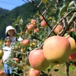山あいで早くも食べ頃を迎えたリンゴ＝宍粟市波賀町原