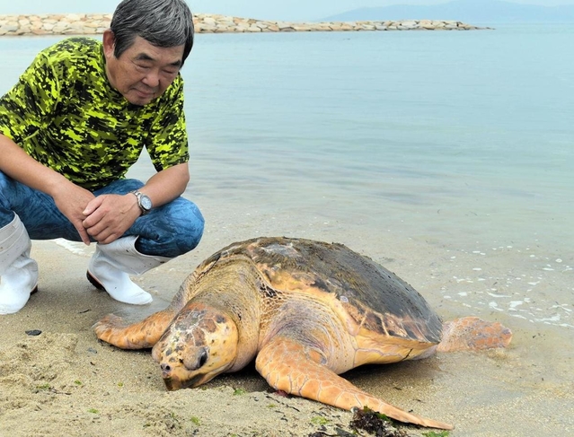 明石市での確認は６年ぶりとなる生きたアカウミガメ＝明石市大久保町江井島