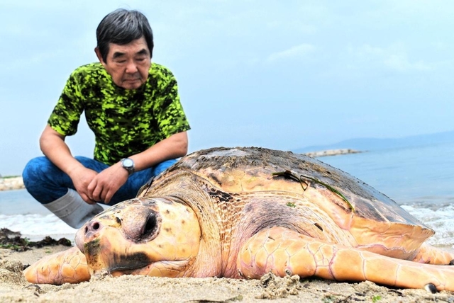 江井島海岸で見つかったアカウミガメ＝４日午前、明石市大久保町西島