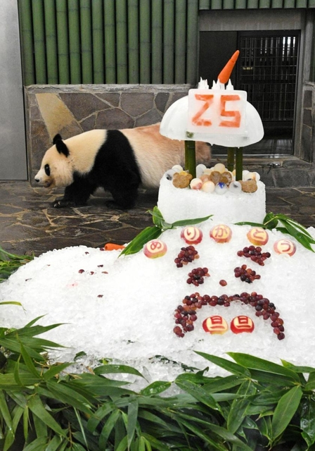 特製バースデーケーキを贈られ２５歳の誕生日を祝ってもらうジャイアントパンダのタンタン＝１６日午前、神戸市灘区王子町３、王子動物園（撮影・後藤亮平）