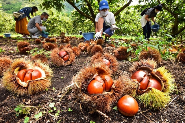 いがの中には丸々としたクリ。初日から多くの人が訪れた＝１９日午後、丹波市氷上町福田、福田観光栗園