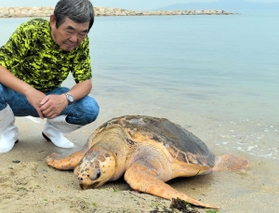 明石市での確認は６年ぶりとなる生きたアカウミガメ＝明石市大久保町江井島