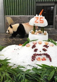 特製バースデーケーキを贈られ２５歳の誕生日を祝ってもらうジャイアントパンダのタンタン＝１６日午前、神戸市灘区王子町３、王子動物園（撮影・後藤亮平）