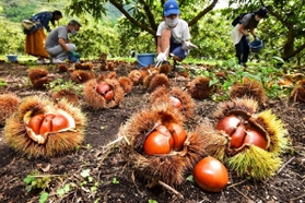 いがの中には丸々としたクリ。初日から多くの人が訪れた＝１９日午後、丹波市氷上町福田、福田観光栗園