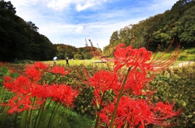 秋空の下、鮮やかに咲くヒガンバナ＝２２日午後、神戸市北区山田町藍那