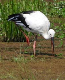 餌を探すコウノトリ＝８月、豊岡市（兵庫県立コウノトリの郷公園提供）
