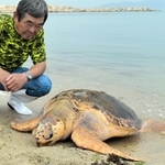 明石市での確認は６年ぶりとなる生きたアカウミガメ＝明石市大久保町江井島