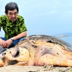 江井島海岸で見つかったアカウミガメ＝４日午前、明石市大久保町西島