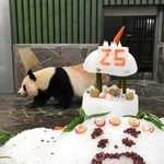 特製バースデーケーキを贈られ２５歳の誕生日を祝ってもらうジャイアントパンダのタンタン＝１６日午前、神戸市灘区王子町３、王子動物園（撮影・後藤亮平）
